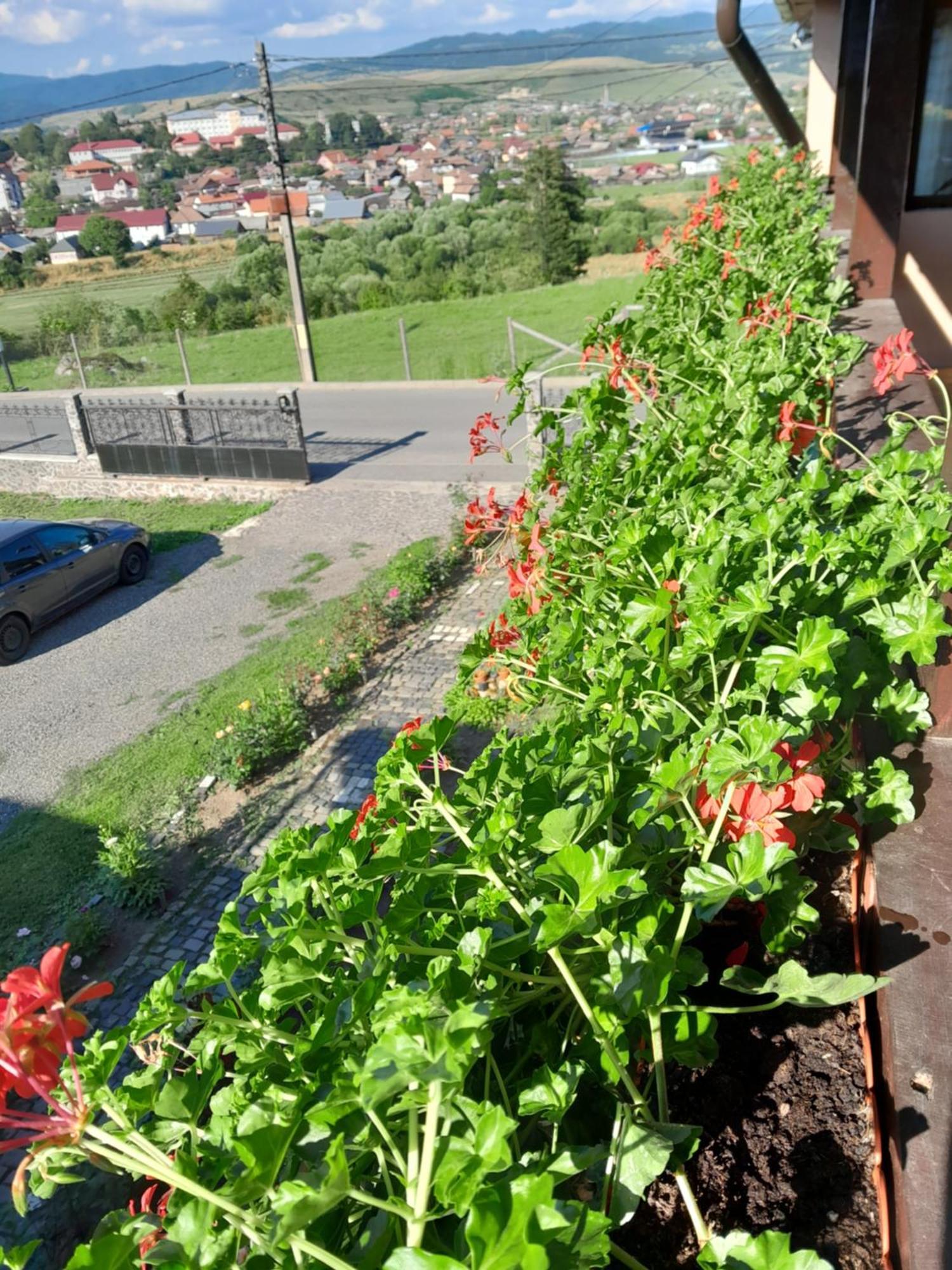 Casa Alex Otel Topliţa Dış mekan fotoğraf